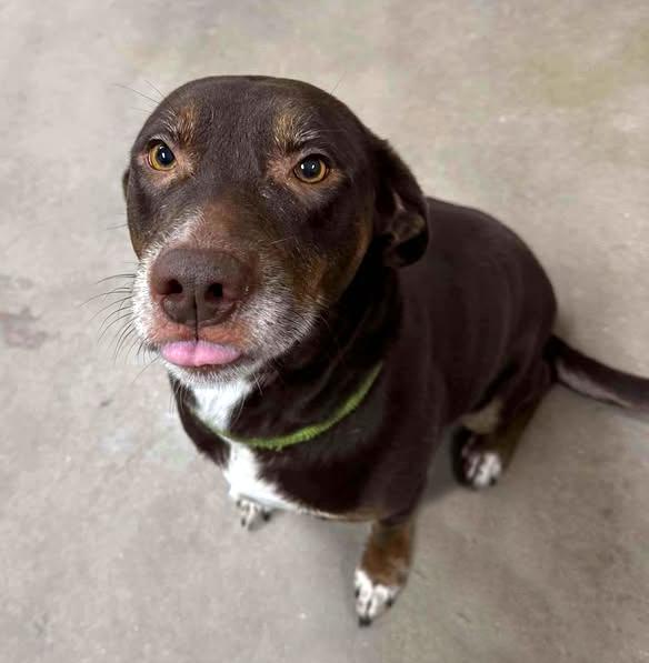 Enlarge Hershey, a ADOPTABLE Chocolate Labrador Retriever in Cheboygan, MI image 2/2