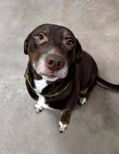 Hershey, ADOPTABLE, Adult Female Chocolate Labrador Retriever.