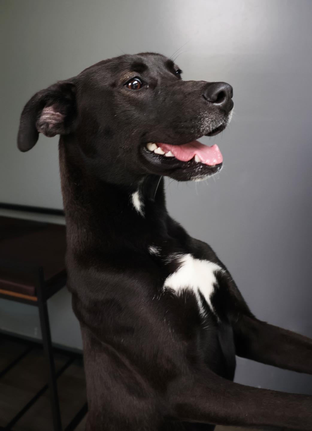 Enlarge Bailey, a ADOPTABLE mixed breed in Shelbyville, IN image 3/3