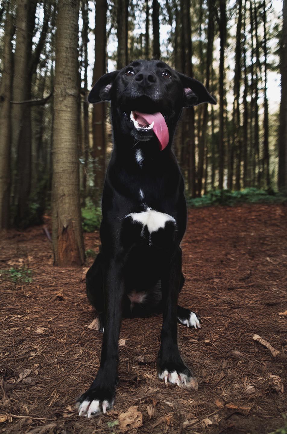 Bailey, ADOPTABLE, Young Female Black Labrador Retriever.