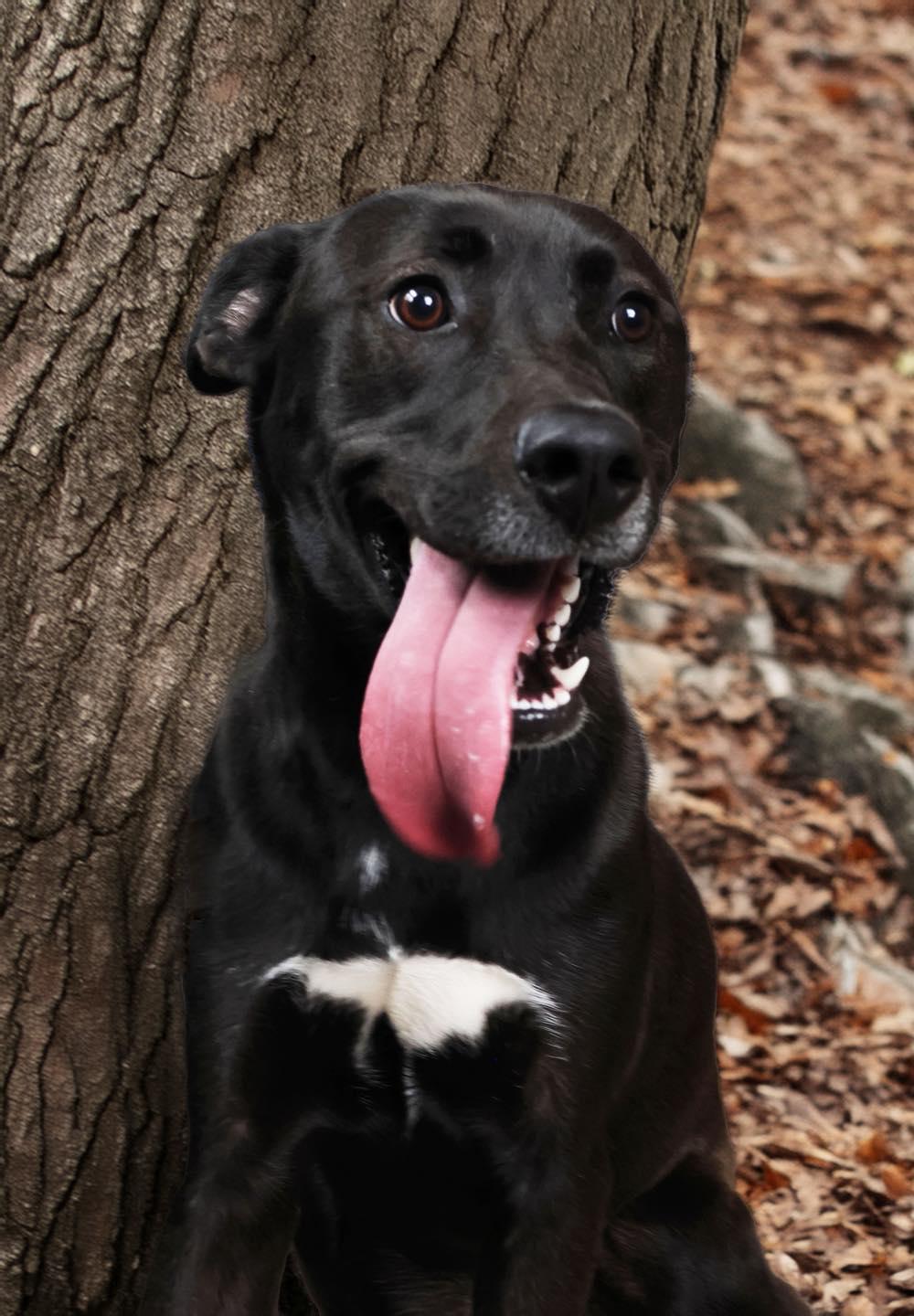 Enlarge Bailey, a ADOPTABLE mixed breed in Shelbyville, IN image 2/3
