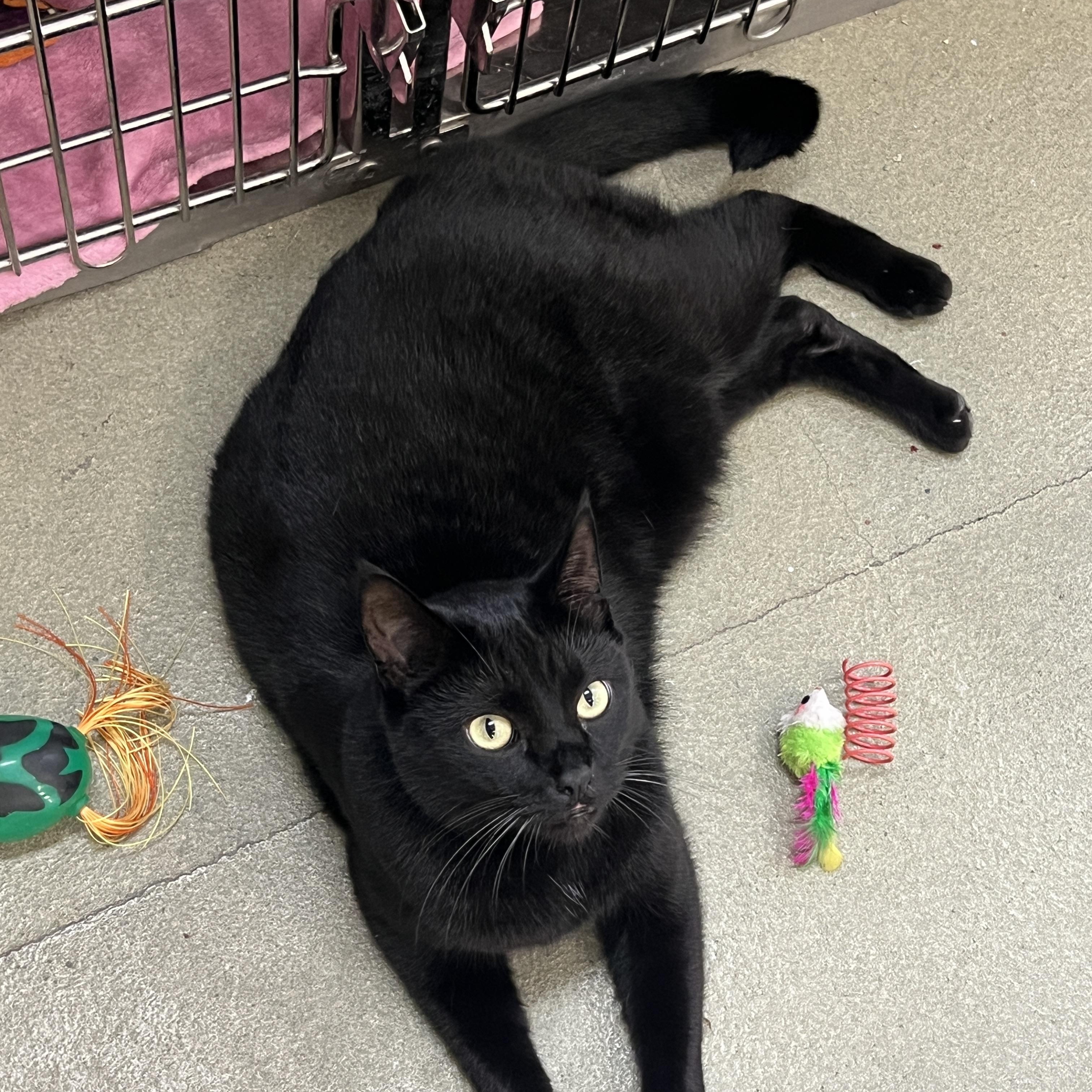 Enlarge Schroeder , a ADOPTABLE mixed breed in Palmetto, FL image 2/2