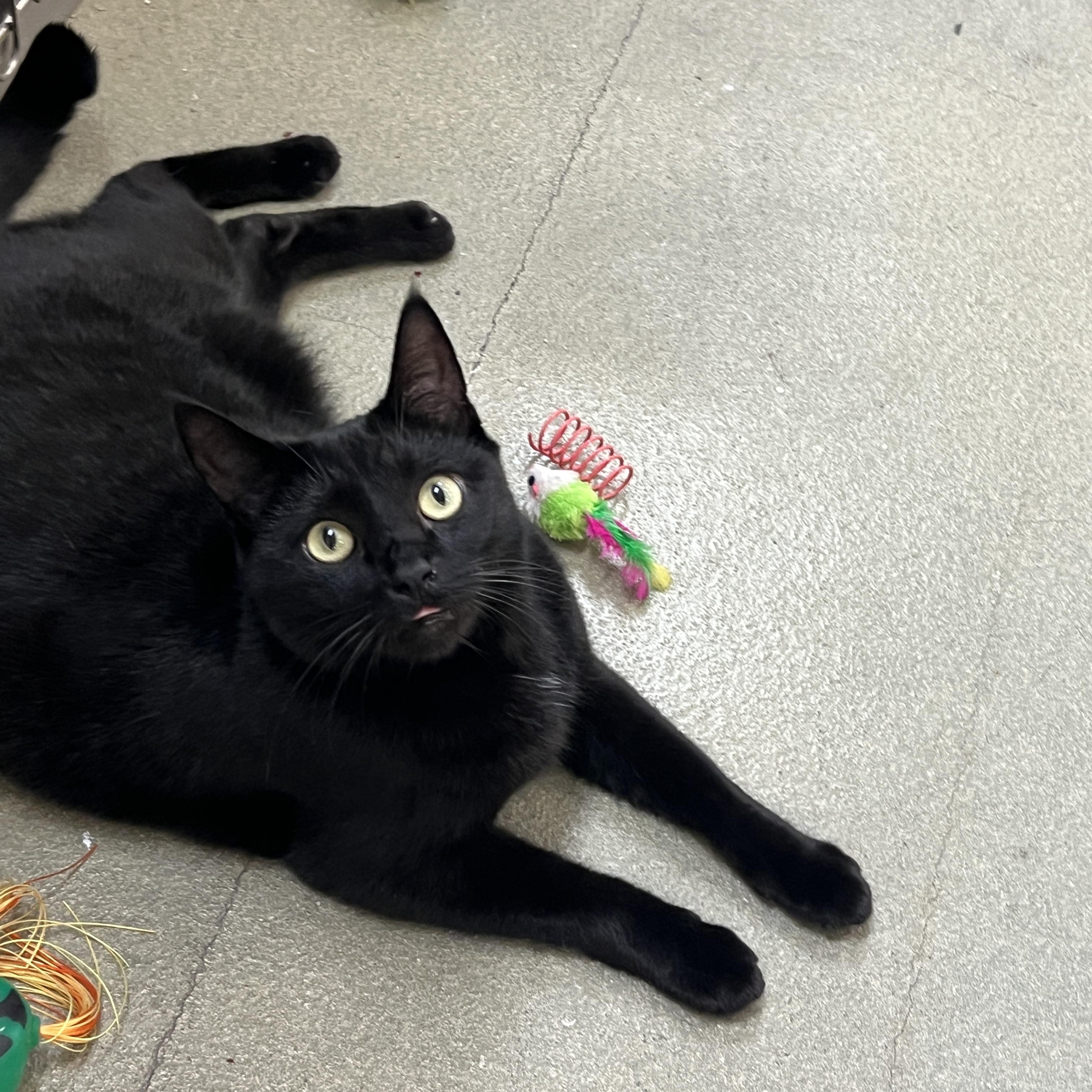 Enlarge Schroeder , a ADOPTABLE mixed breed in Palmetto, FL image 1/2