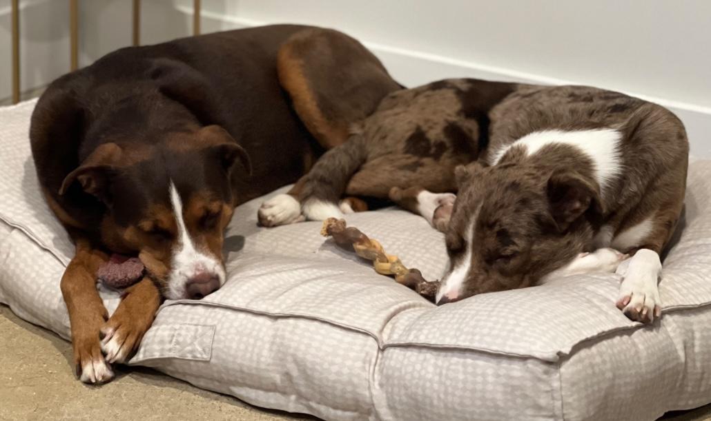 Aladdin and Sadie, Adult Male unknown
