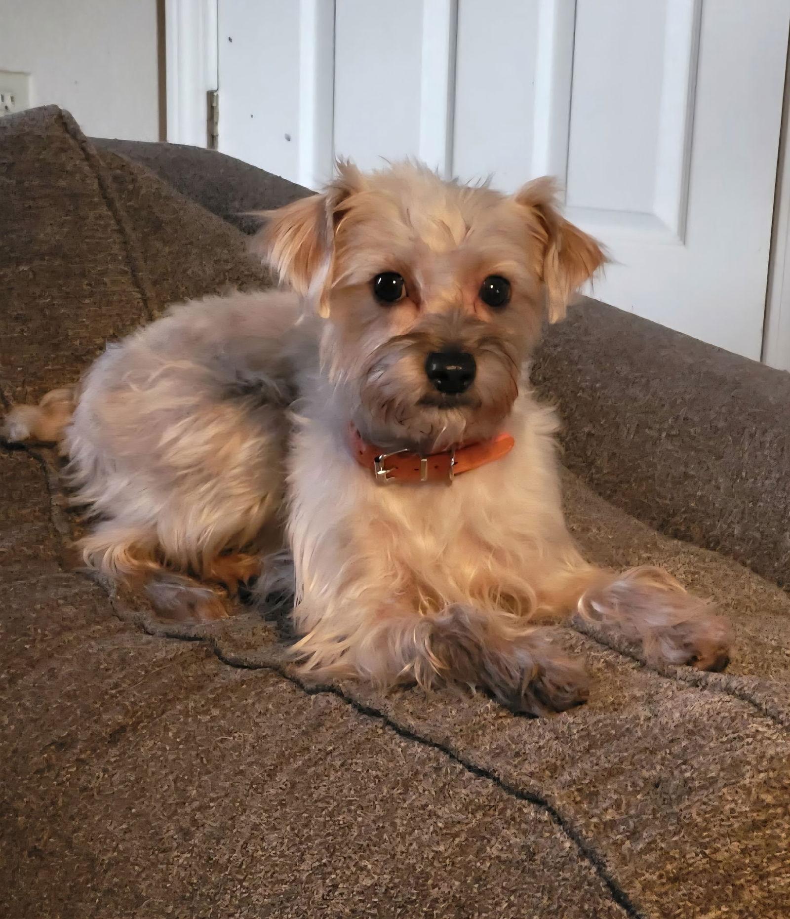 Betty, Adoptable, Adult Male Terrier & Yorkshire Terrier.