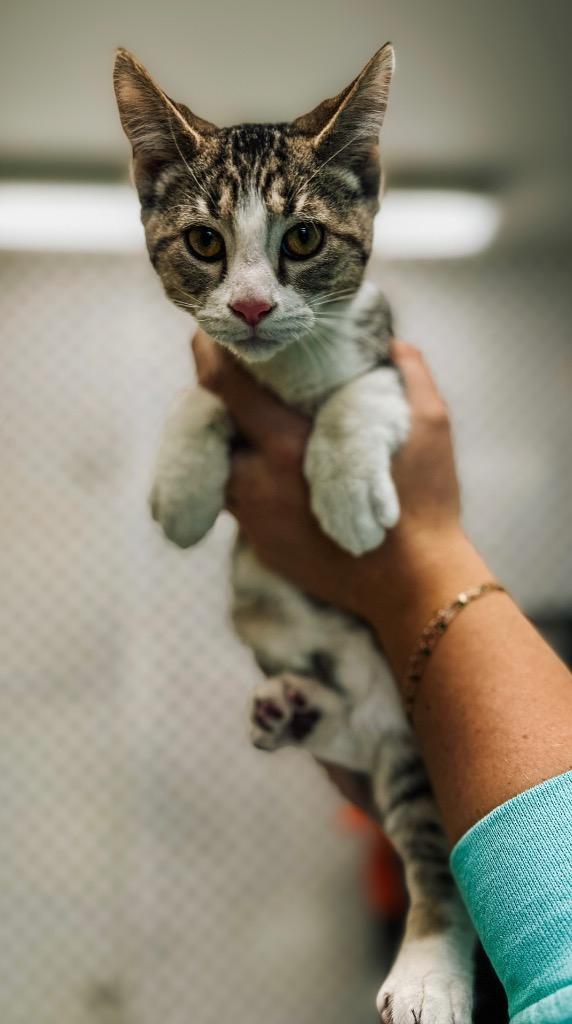 Enlarge New Cat Smell (Nintendo), a Adopted mixed breed in Auburn, IN image 1/1