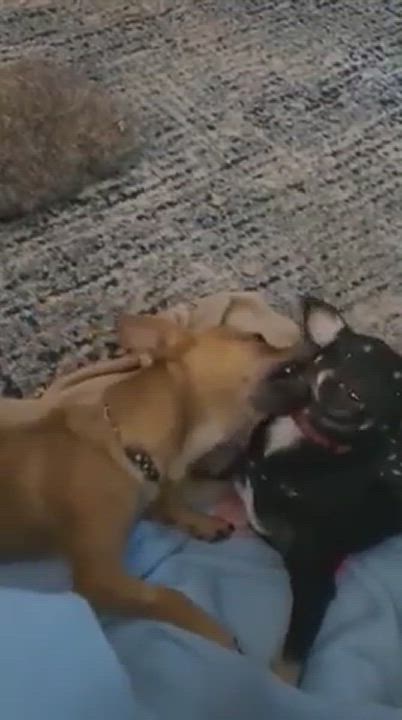 Enlarge JOEY, a Adopted mixed breed in Westmont, IL video 3/7