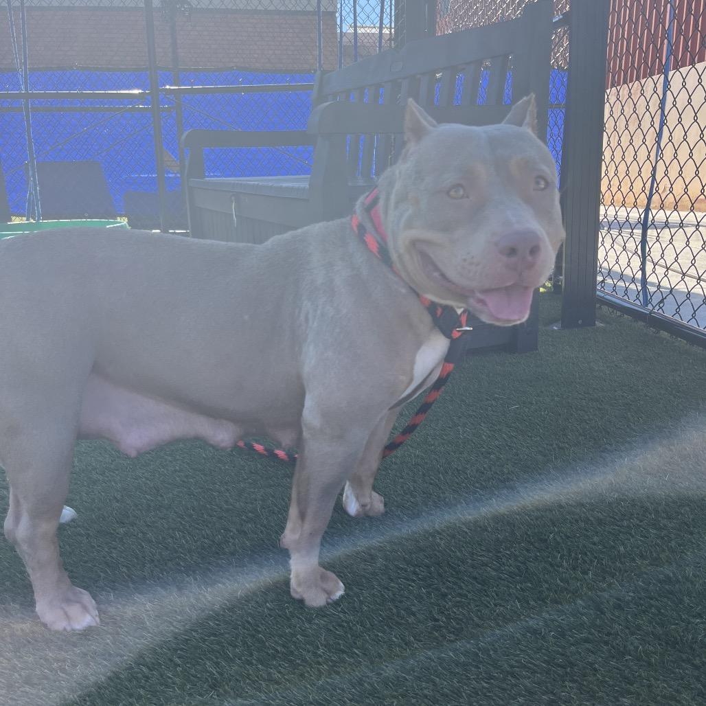 Zula, a Adoptable Mixed Breed in Medford, NJ image 1/6
