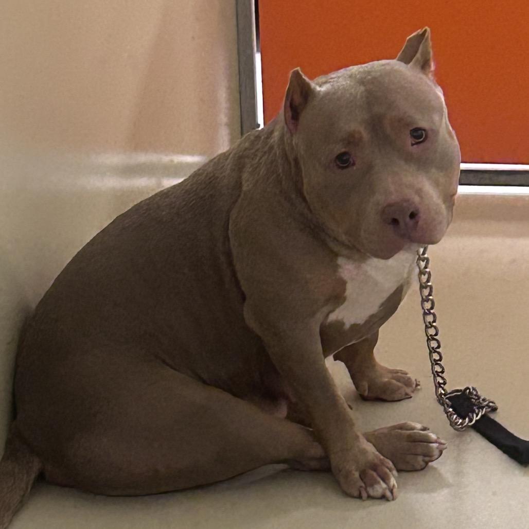 Zula, a Adoptable Mixed Breed in Medford, NJ image 2/6