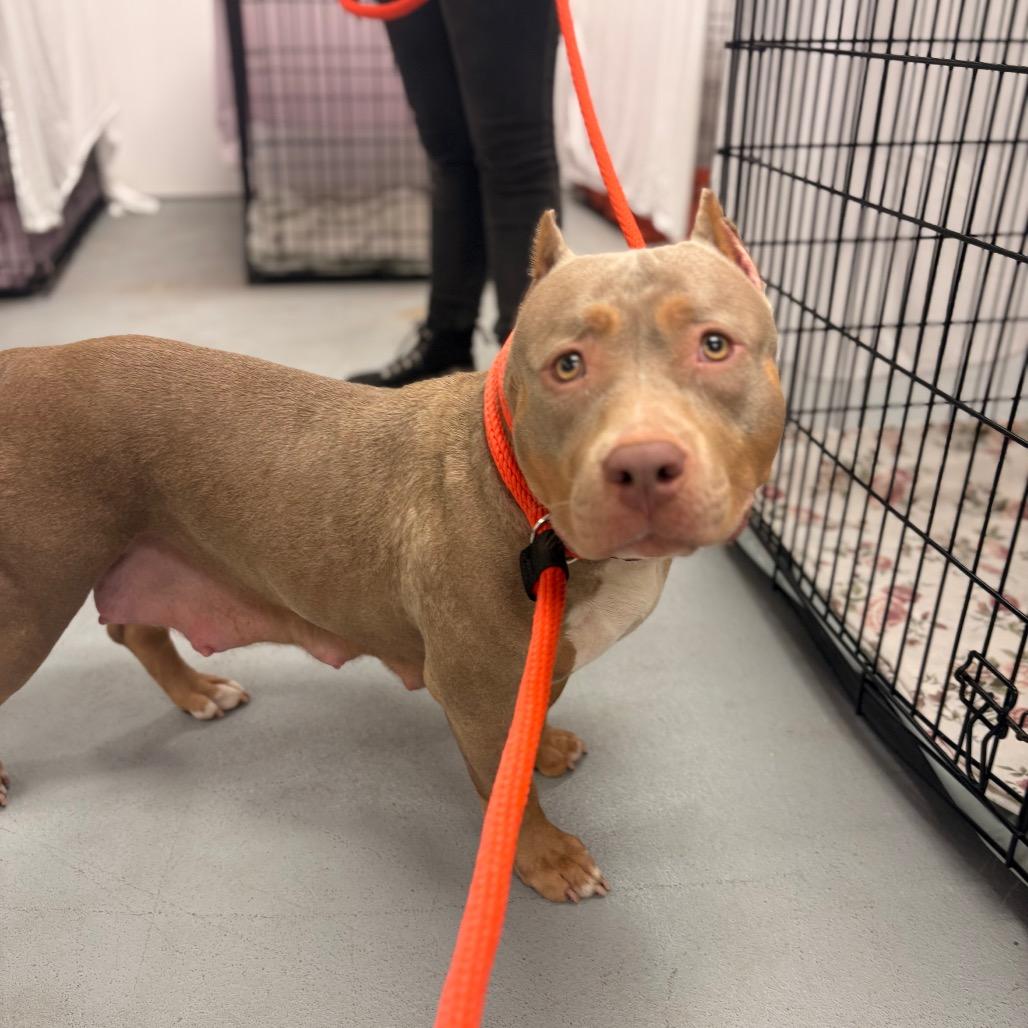 Zula, a Adoptable Mixed Breed in Medford, NJ image 3/6