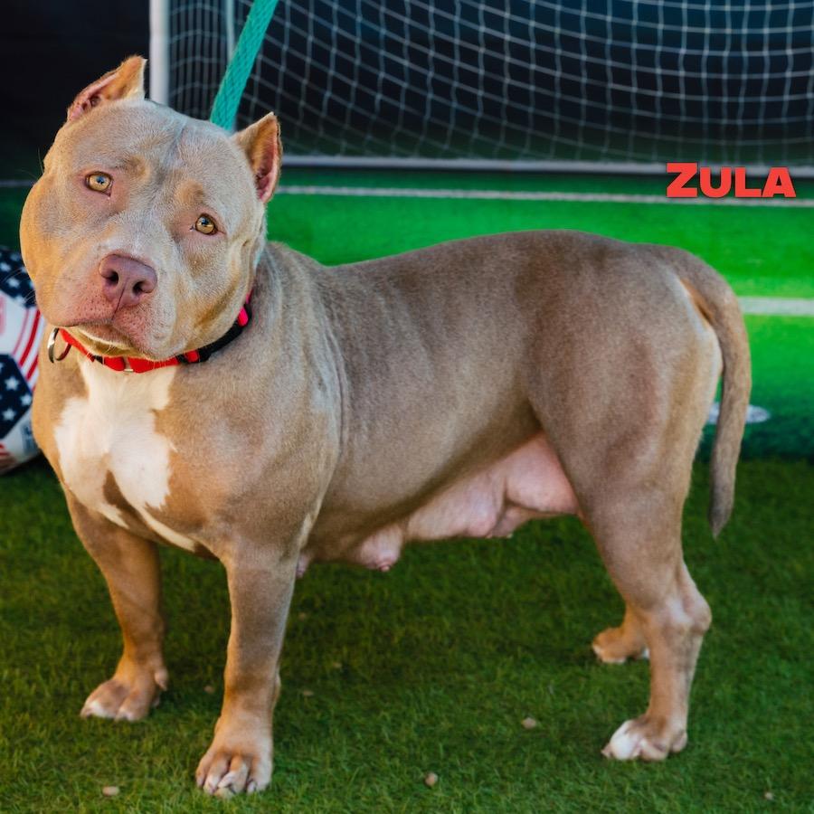 Zula, a Adoptable Mixed Breed in Medford, NJ image 5/6