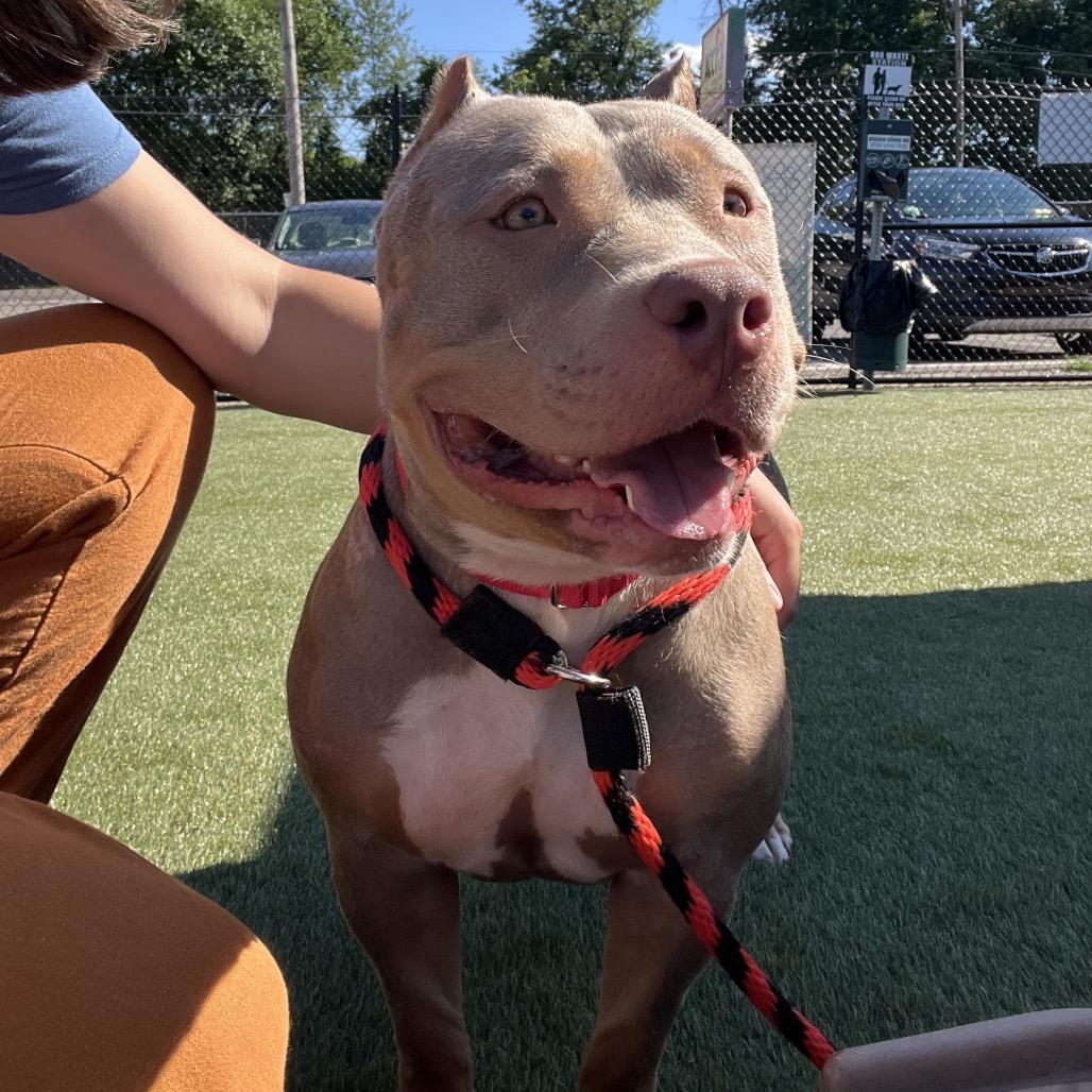 Zula, a Adoptable Mixed Breed in Medford, NJ image 6/6