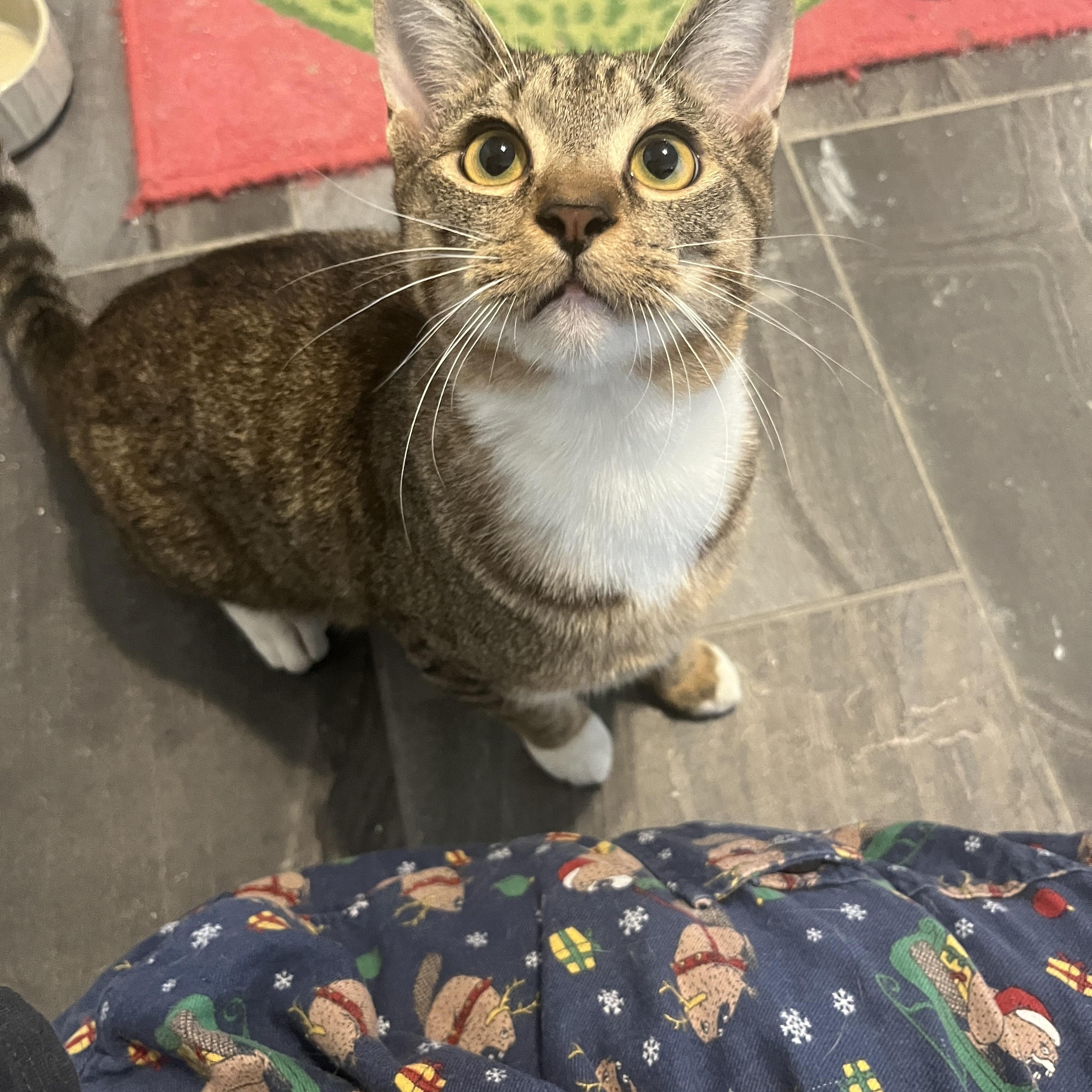 Enlarge Lyle and Hefner , an adopted Domestic Short Hair in Austin, TX image 2/6