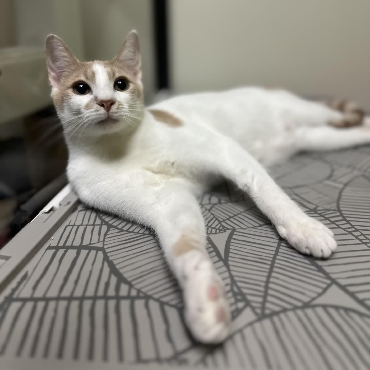 Enlarge Lyle and Hefner , an adopted Domestic Short Hair in Austin, TX image 5/6