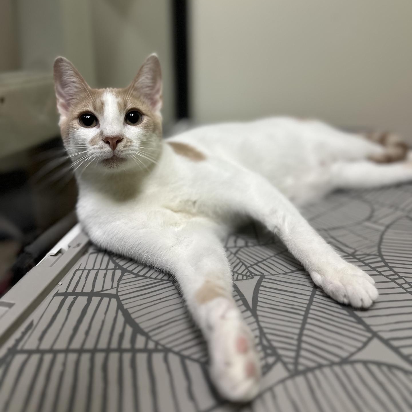 Enlarge Lyle and Hefner , an adopted Domestic Short Hair in Austin, TX image 3/6