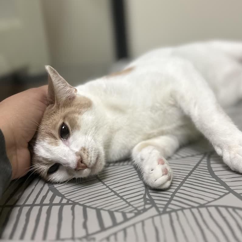 Enlarge Lyle and Hefner , an adopted Domestic Short Hair in Austin, TX image 6/6