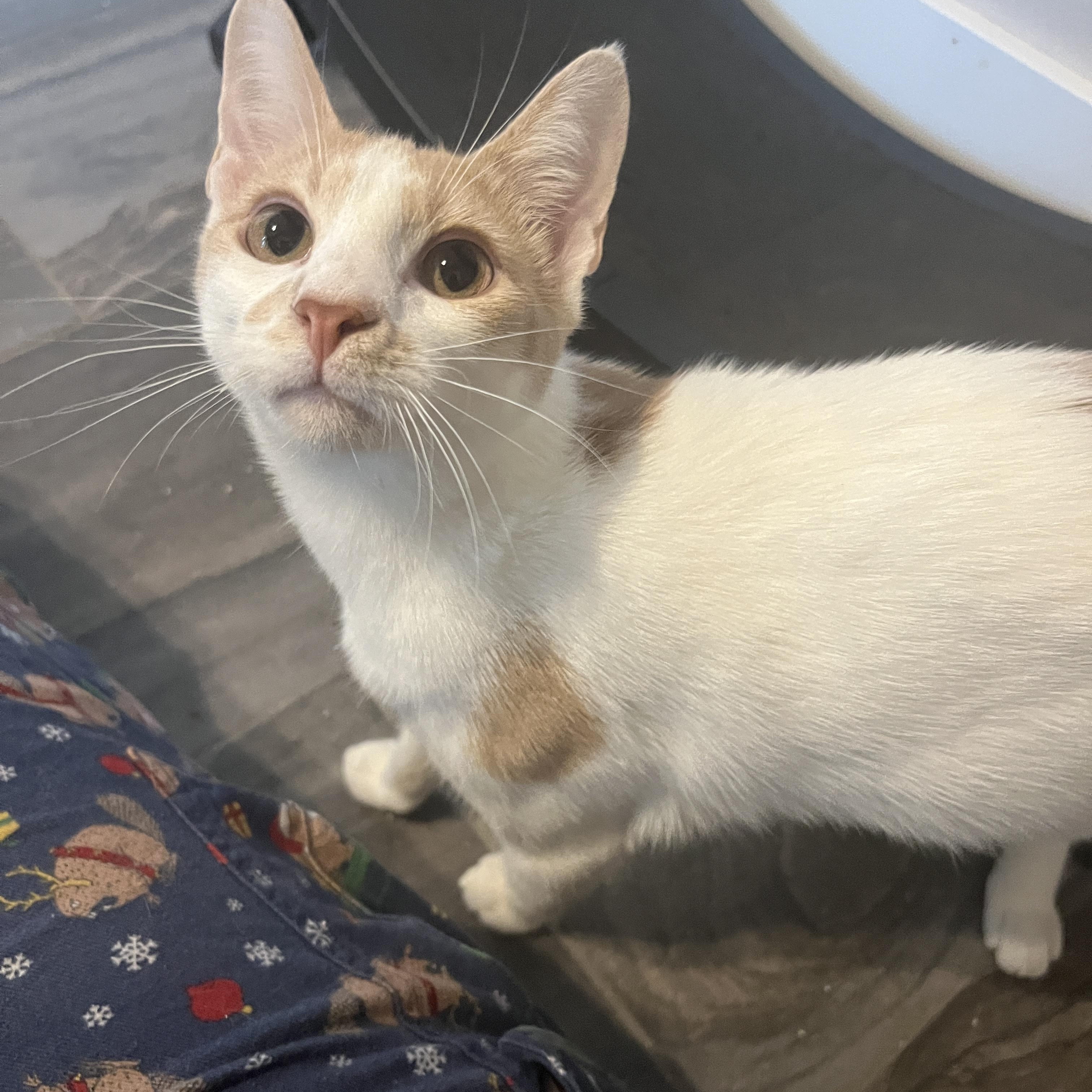 Lyle and Hefner , adopted, Young Male Domestic Short Hair.