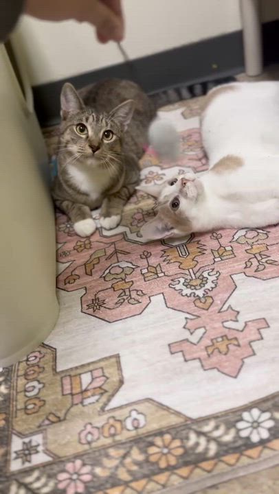 Enlarge Lyle and Hefner , an adopted Domestic Short Hair in Austin, TX video 4/6
