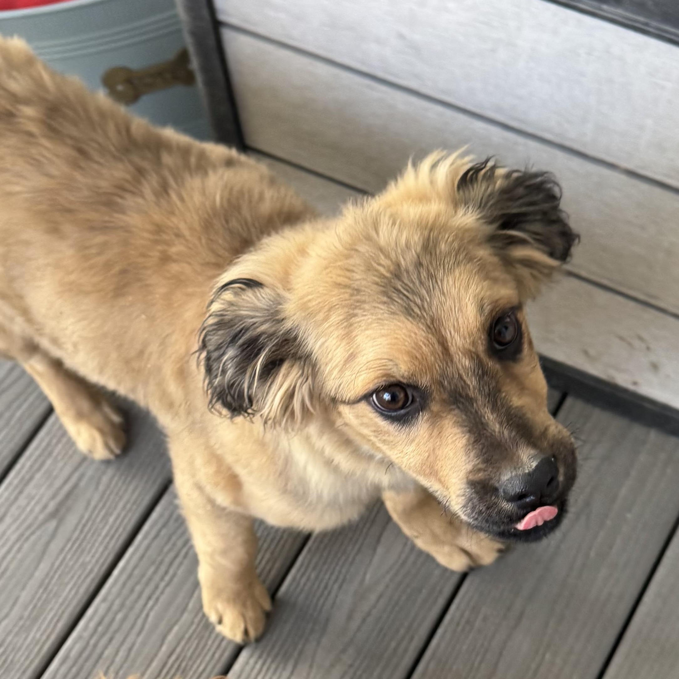 Enlarge Derby, an adoptable mixed breed in Louisburg, KS image 4/6