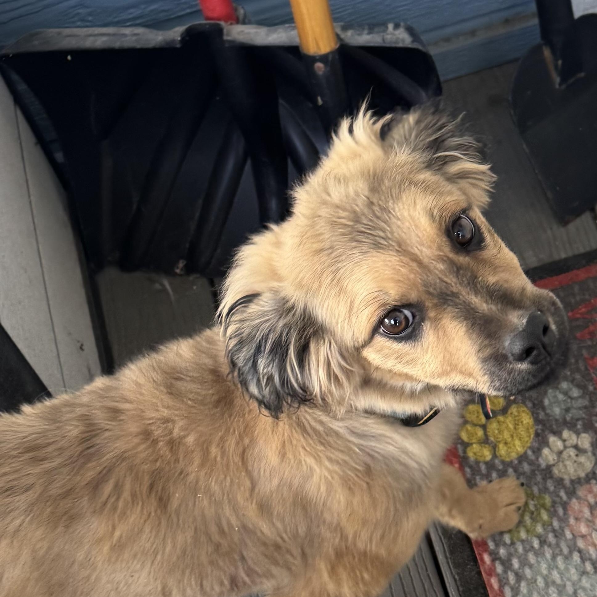 Enlarge Derby, an adoptable mixed breed in Louisburg, KS image 6/6