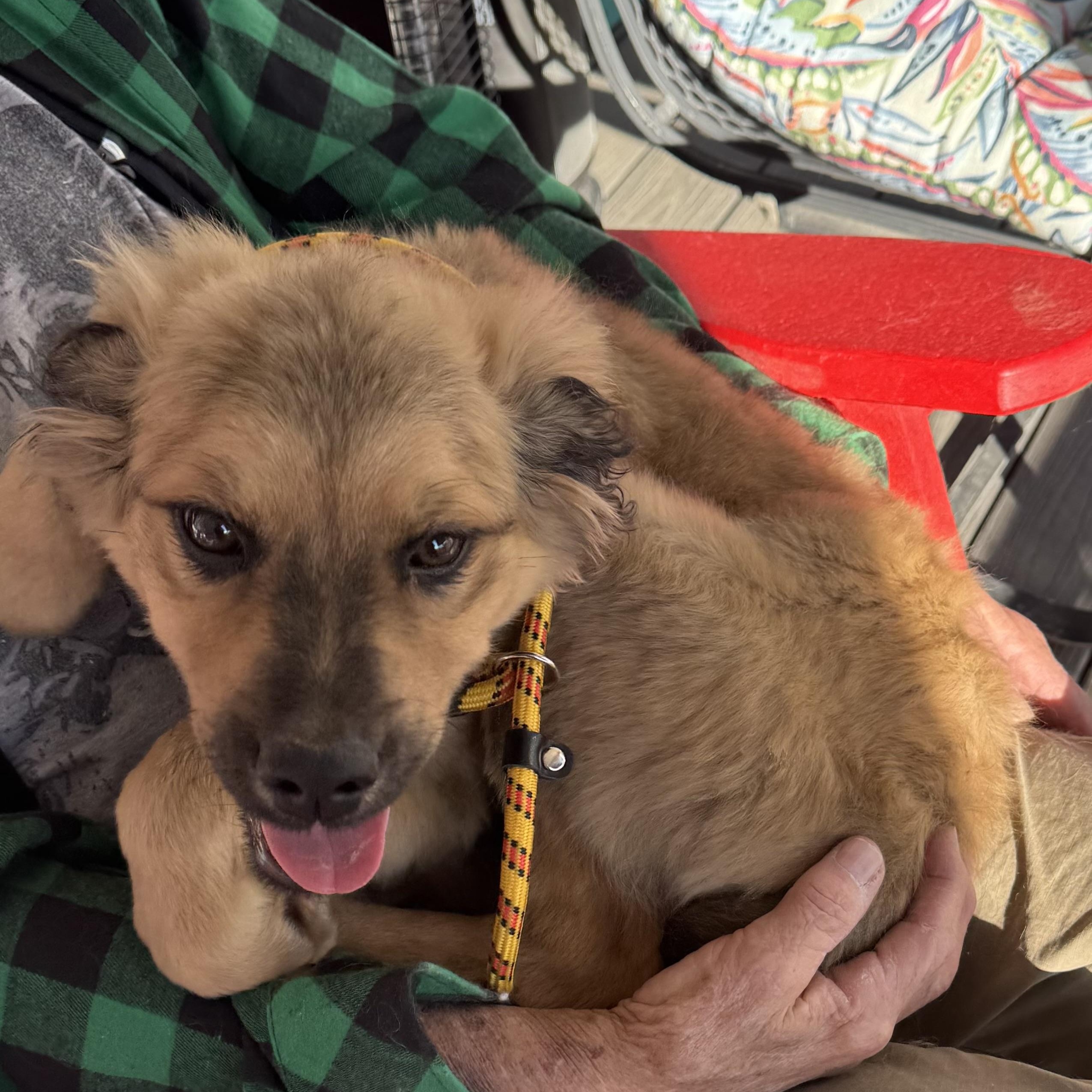 Enlarge Derby, an adoptable mixed breed in Louisburg, KS image 5/6