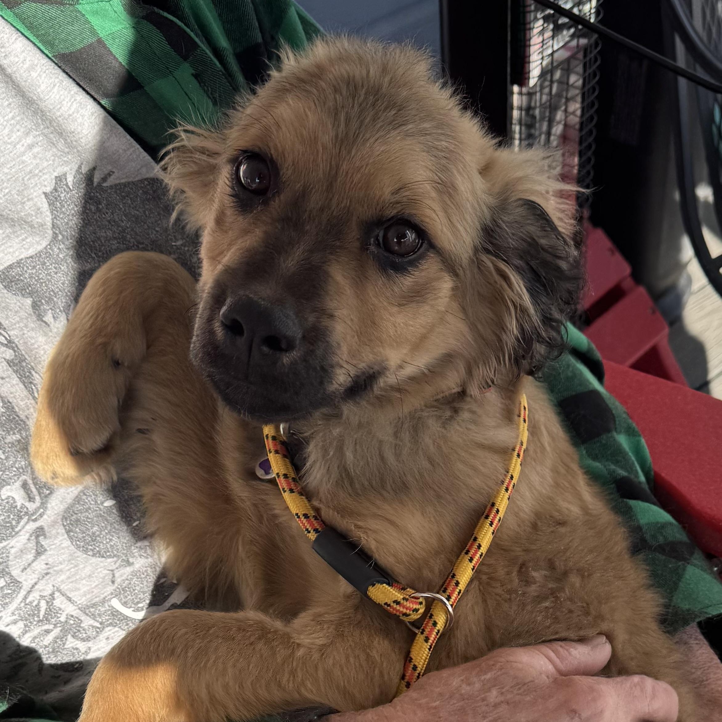 Enlarge Derby, an adoptable mixed breed in Louisburg, KS image 2/6