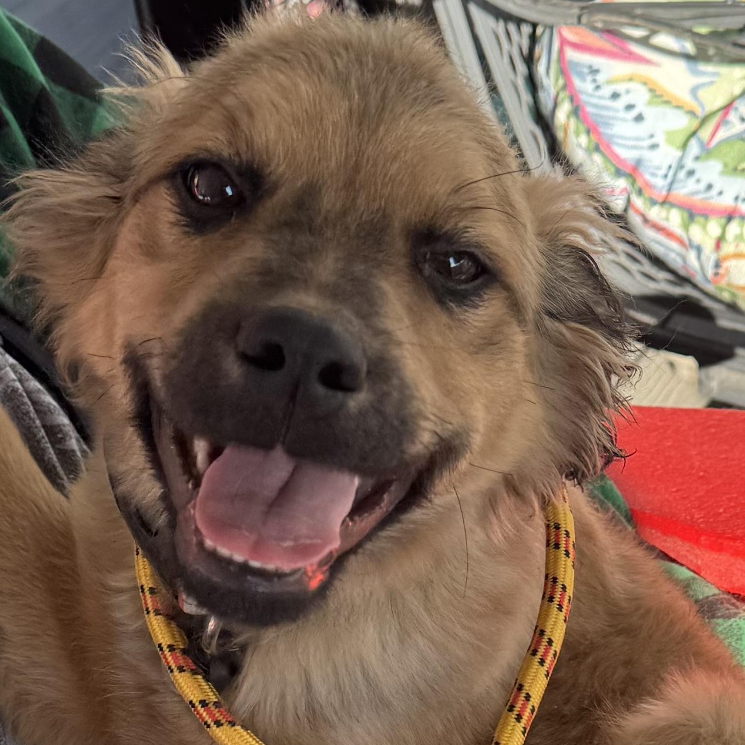 Derby, adoptable, Puppy Male Golden Retriever & Shepherd.