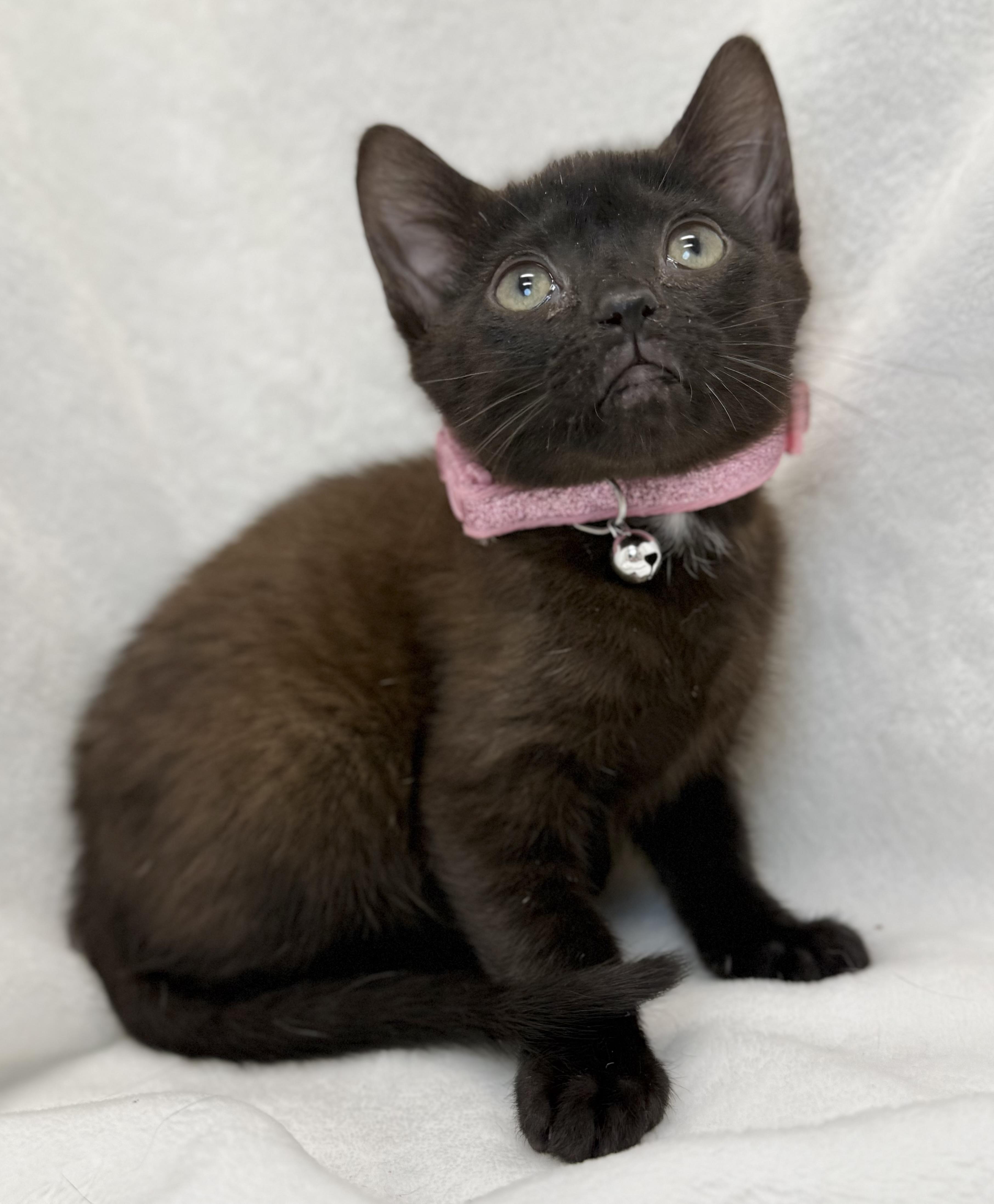 Enlarge Kenya, a ADOPTABLE Domestic Short Hair in Greensboro, NC image 2/4