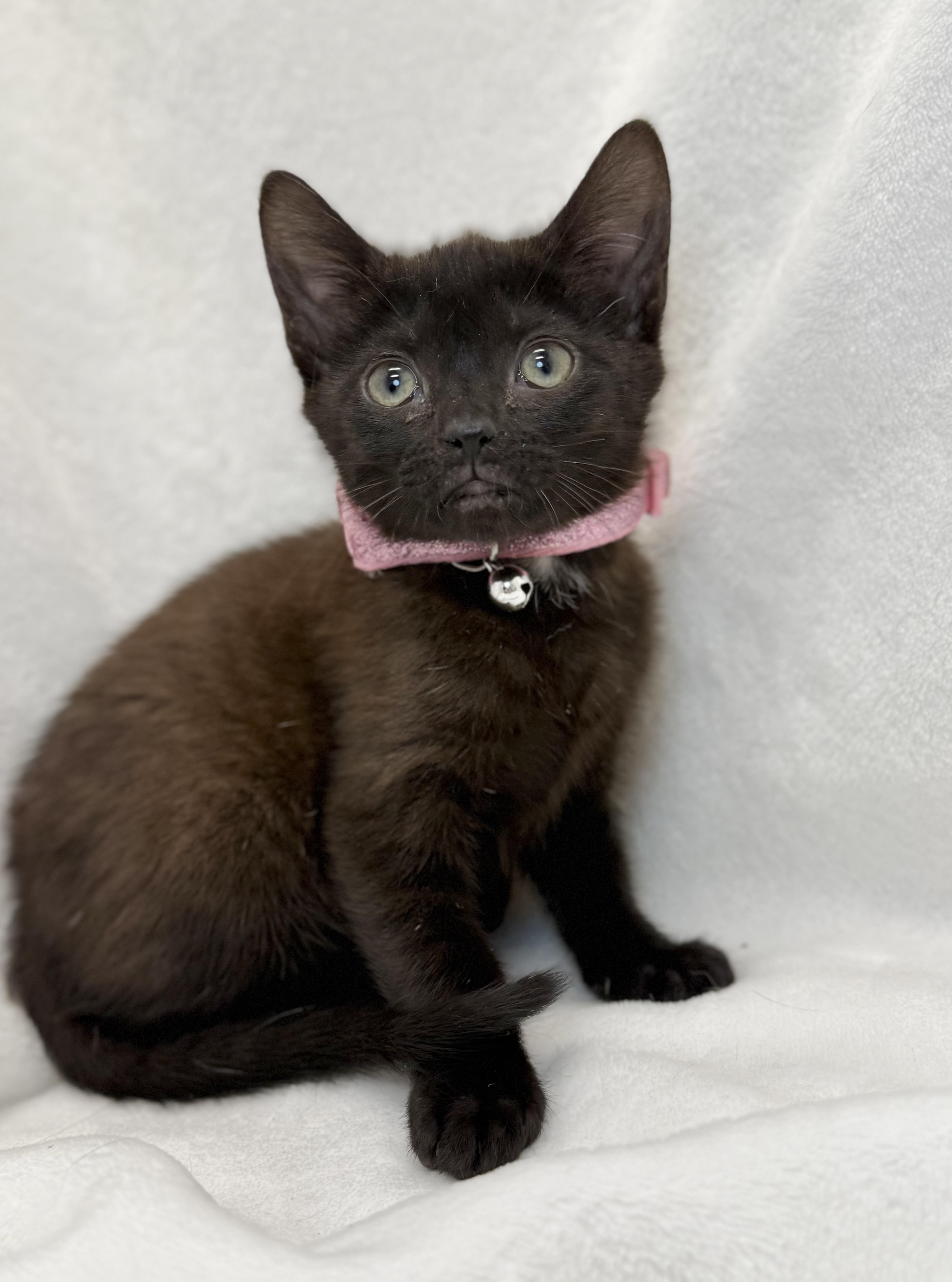 Enlarge Kenya, a ADOPTABLE Domestic Short Hair in Greensboro, NC image 4/4