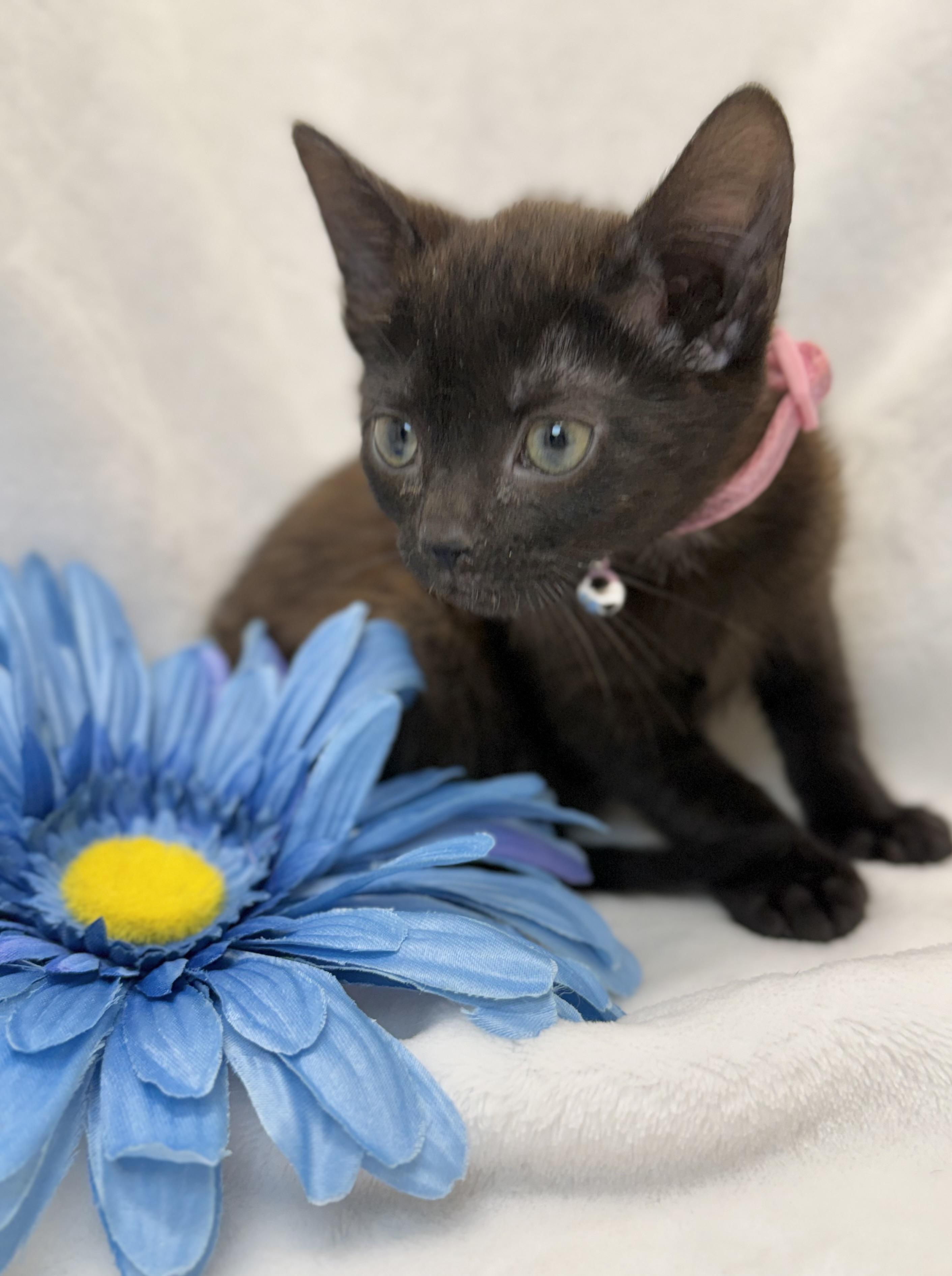 Enlarge Kenya, a ADOPTABLE Domestic Short Hair in Greensboro, NC image 1/4