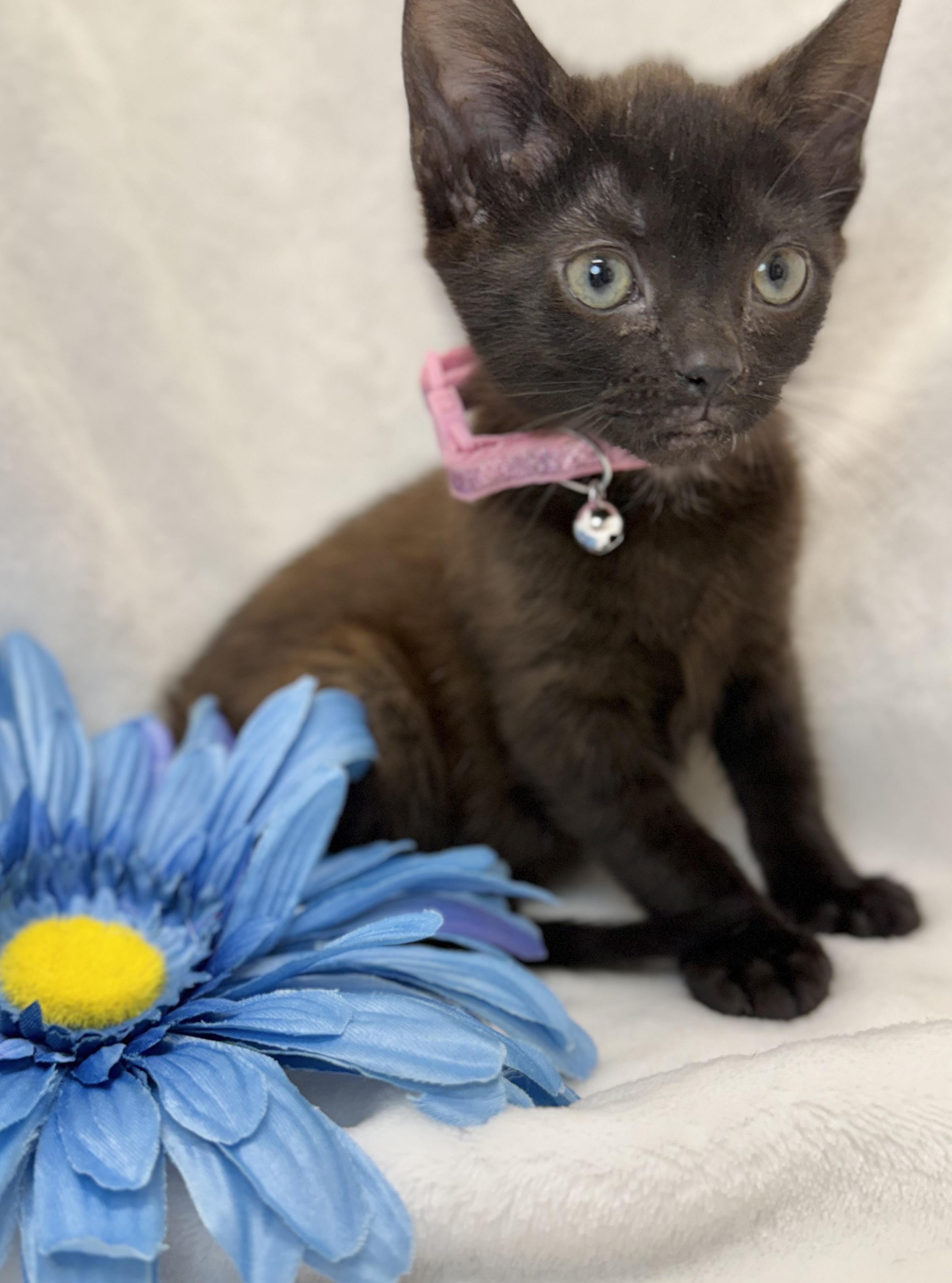 Enlarge Kenya, a ADOPTABLE Domestic Short Hair in Greensboro, NC image 3/4