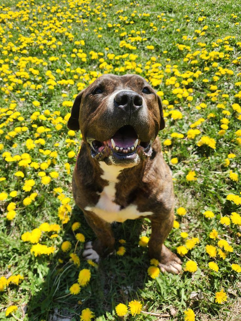 Manu, Adoptable, Adult Male Boxer & Dachshund.