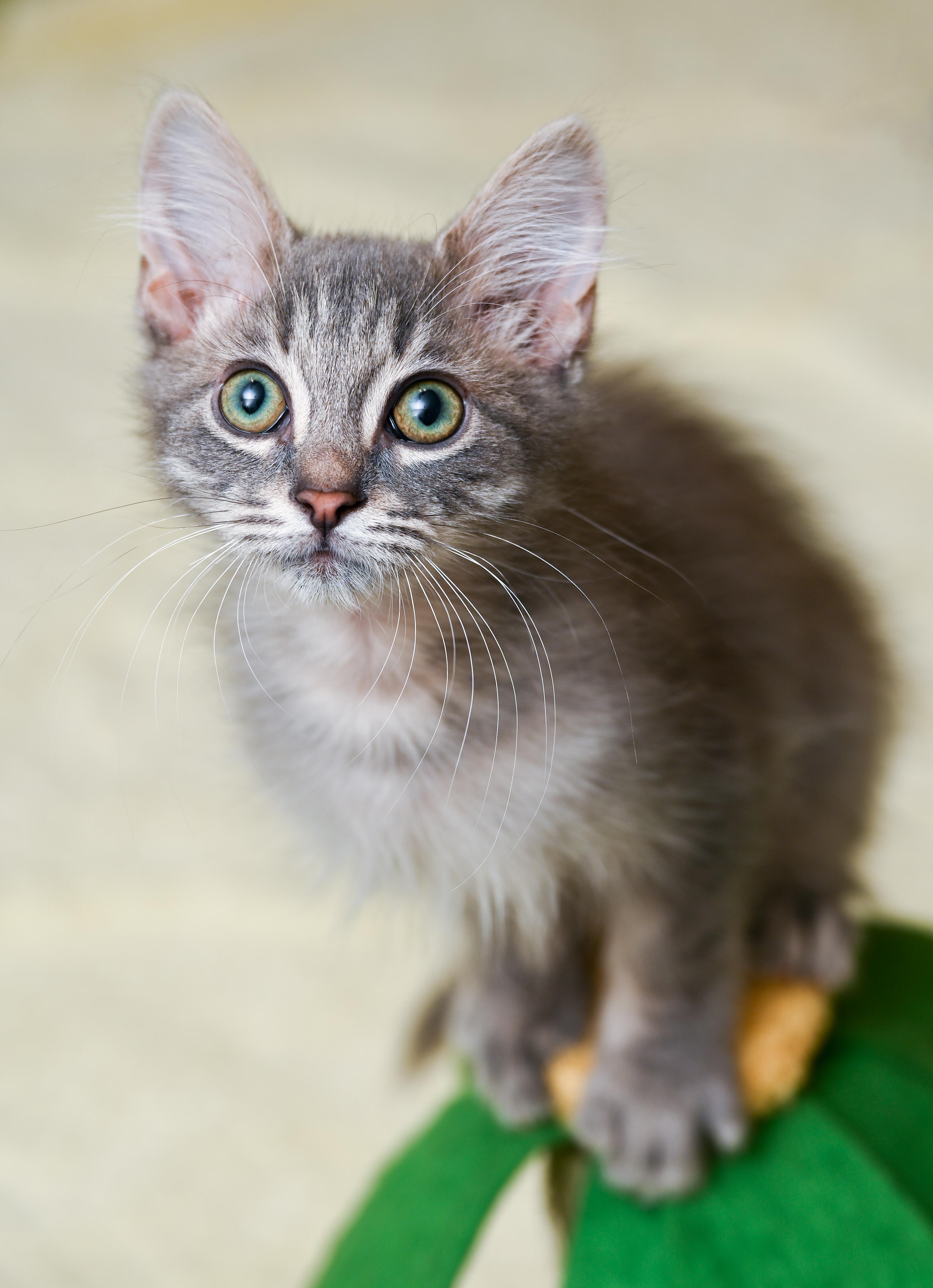 Enlarge Cheerios, a ADOPTABLE mixed breed in Chattanooga, TN image 4/6