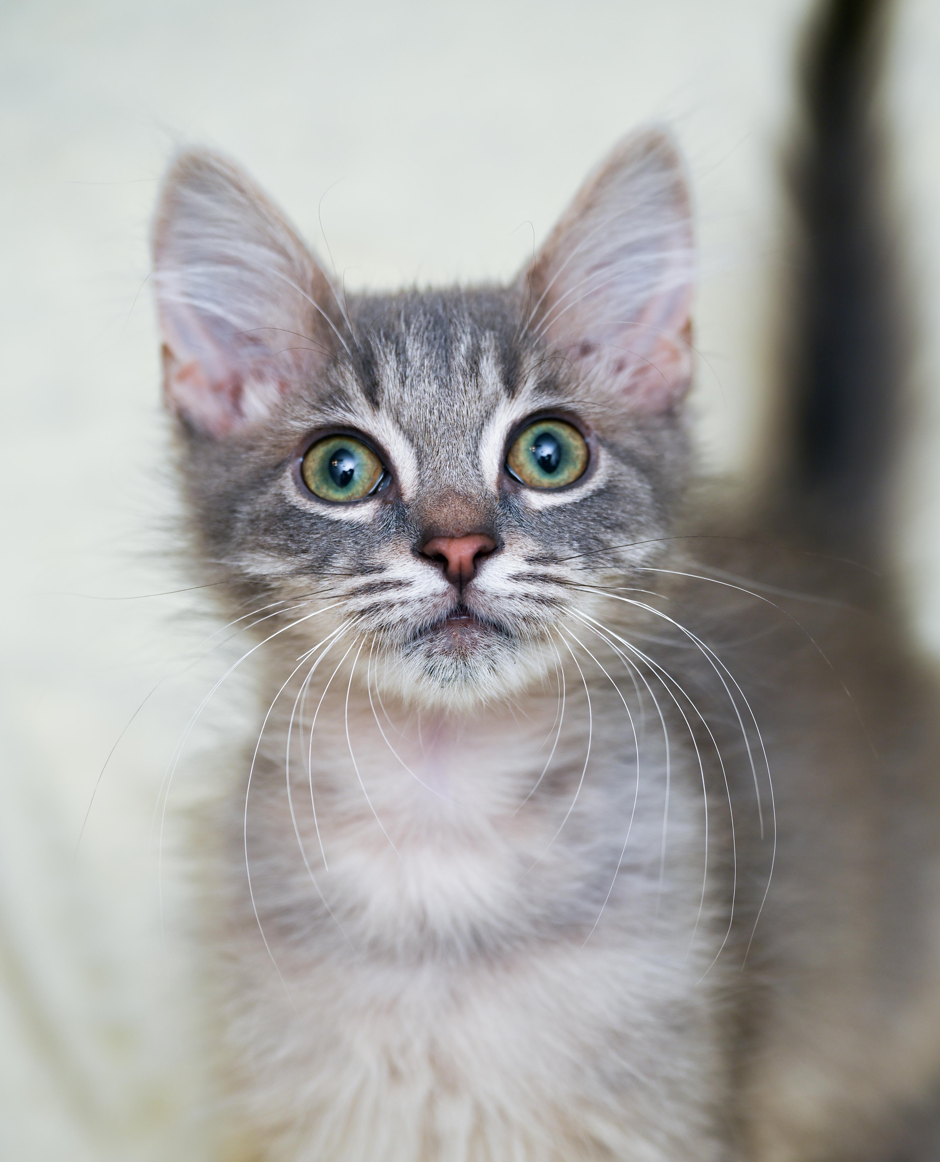 Enlarge Cheerios, a ADOPTABLE mixed breed in Chattanooga, TN image 5/6