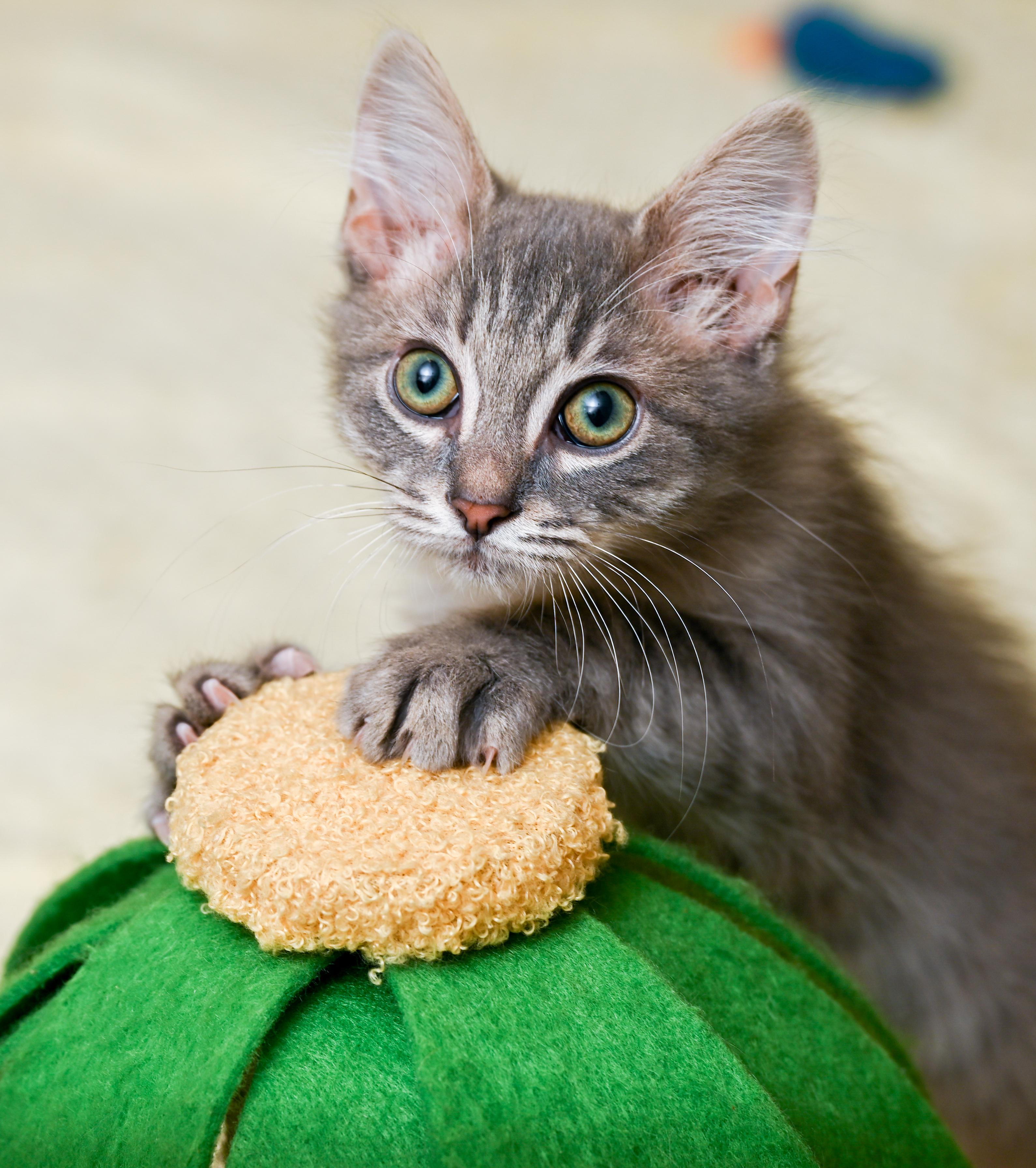 Enlarge Cheerios, a ADOPTABLE mixed breed in Chattanooga, TN image 1/6