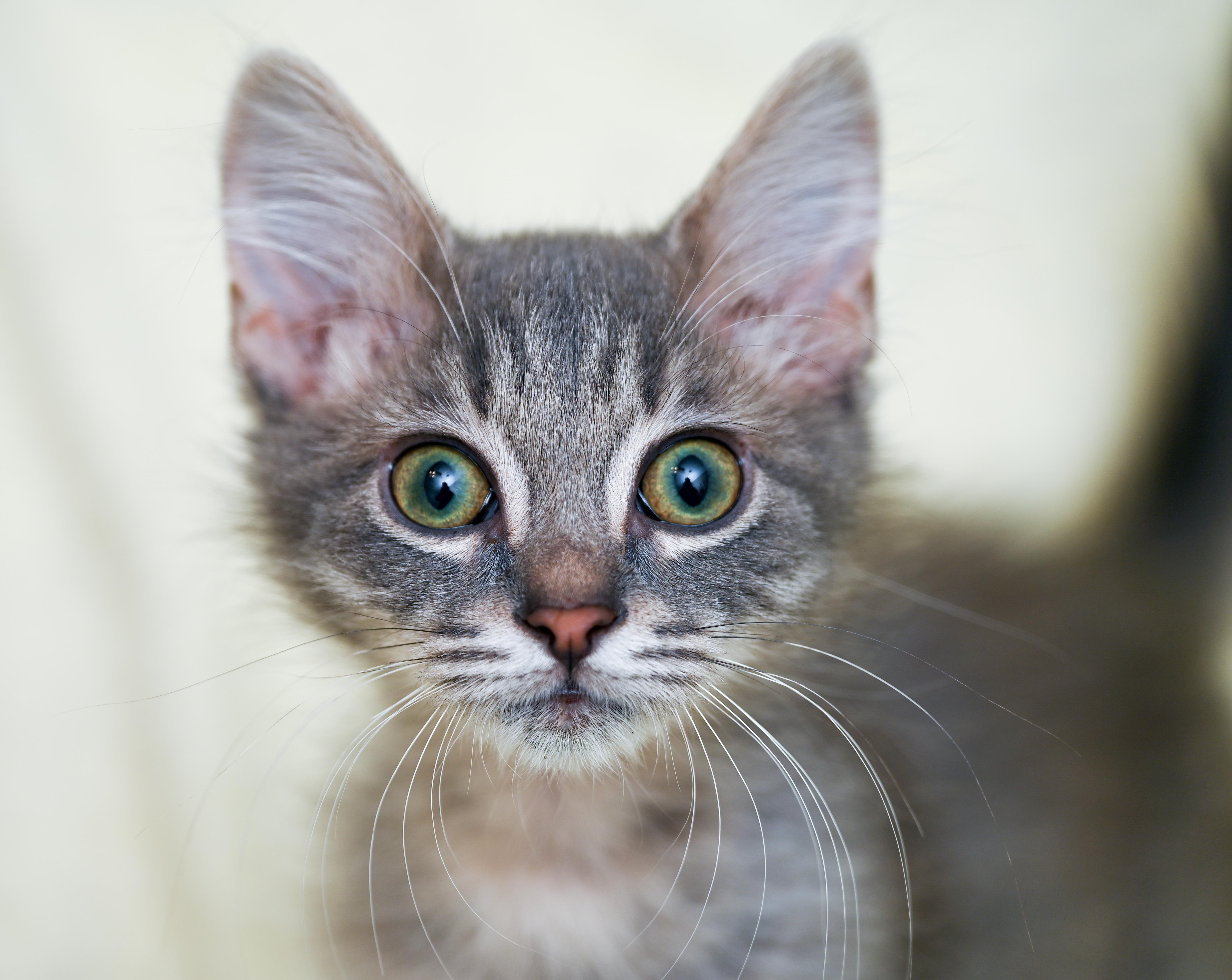 Enlarge Cheerios, a ADOPTABLE mixed breed in Chattanooga, TN image 2/6