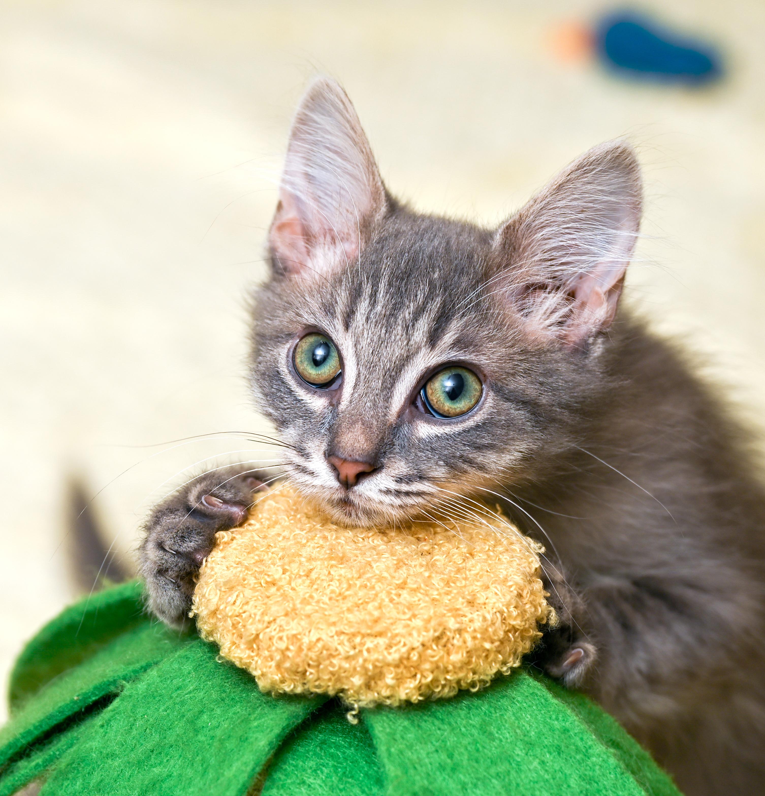 Enlarge Cheerios, a ADOPTABLE mixed breed in Chattanooga, TN image 6/6