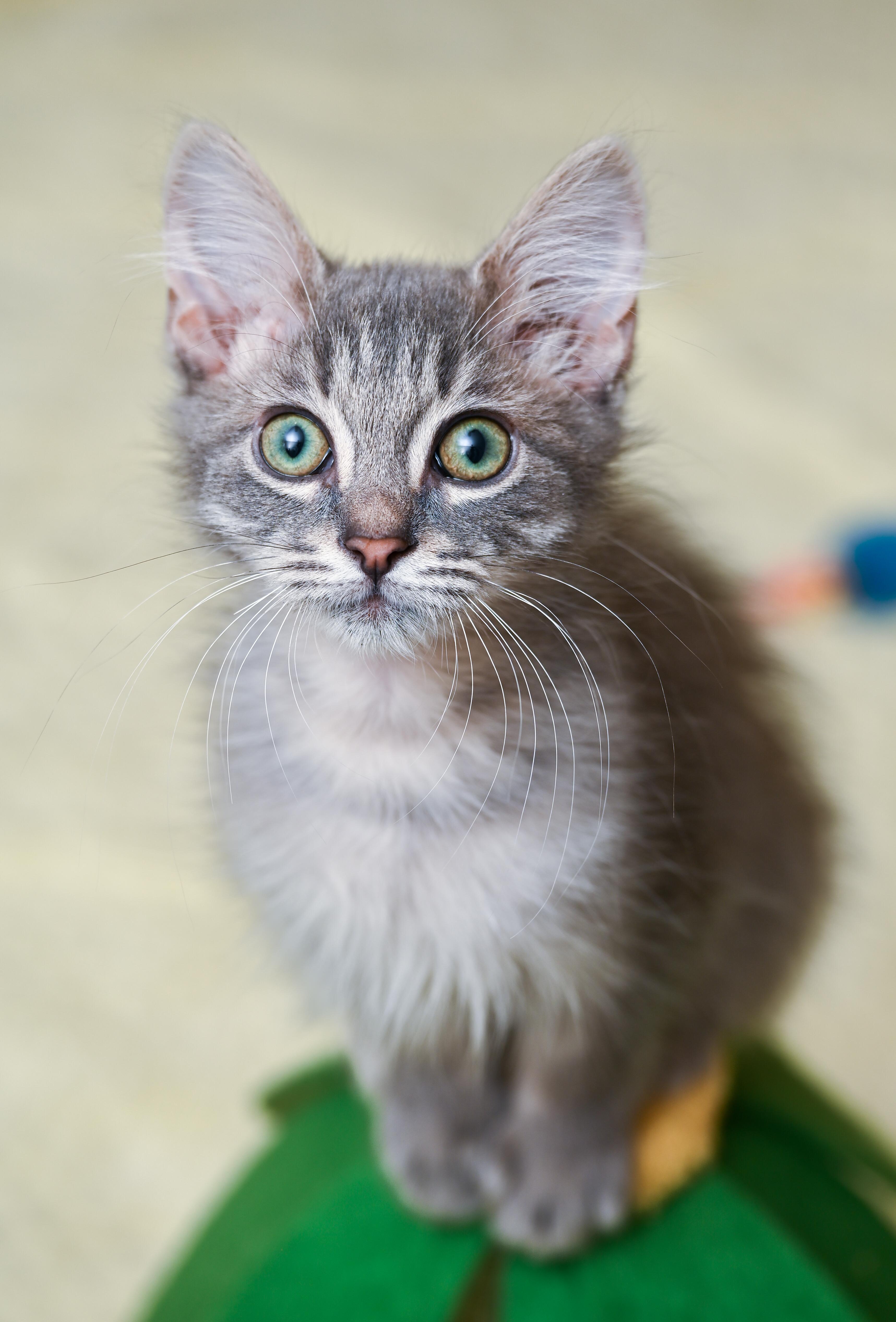 Enlarge Cheerios, a ADOPTABLE mixed breed in Chattanooga, TN image 3/6