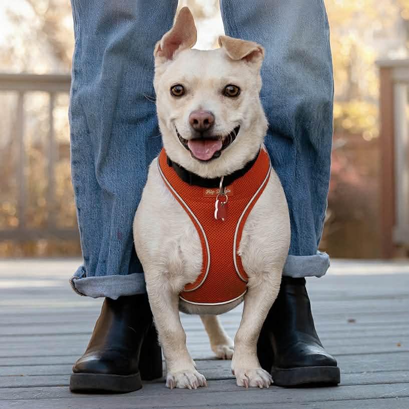 Enlarge Tater, a Adoptable mixed breed in Boulder, CO image 6/6