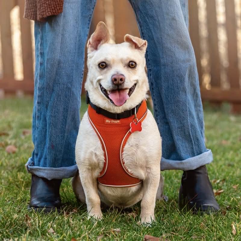 Tater, Adoptable, Young Male Dachshund & Chihuahua.