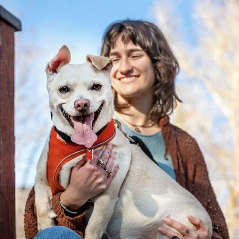 Enlarge Tater, a Adoptable mixed breed in Boulder, CO image 4/6