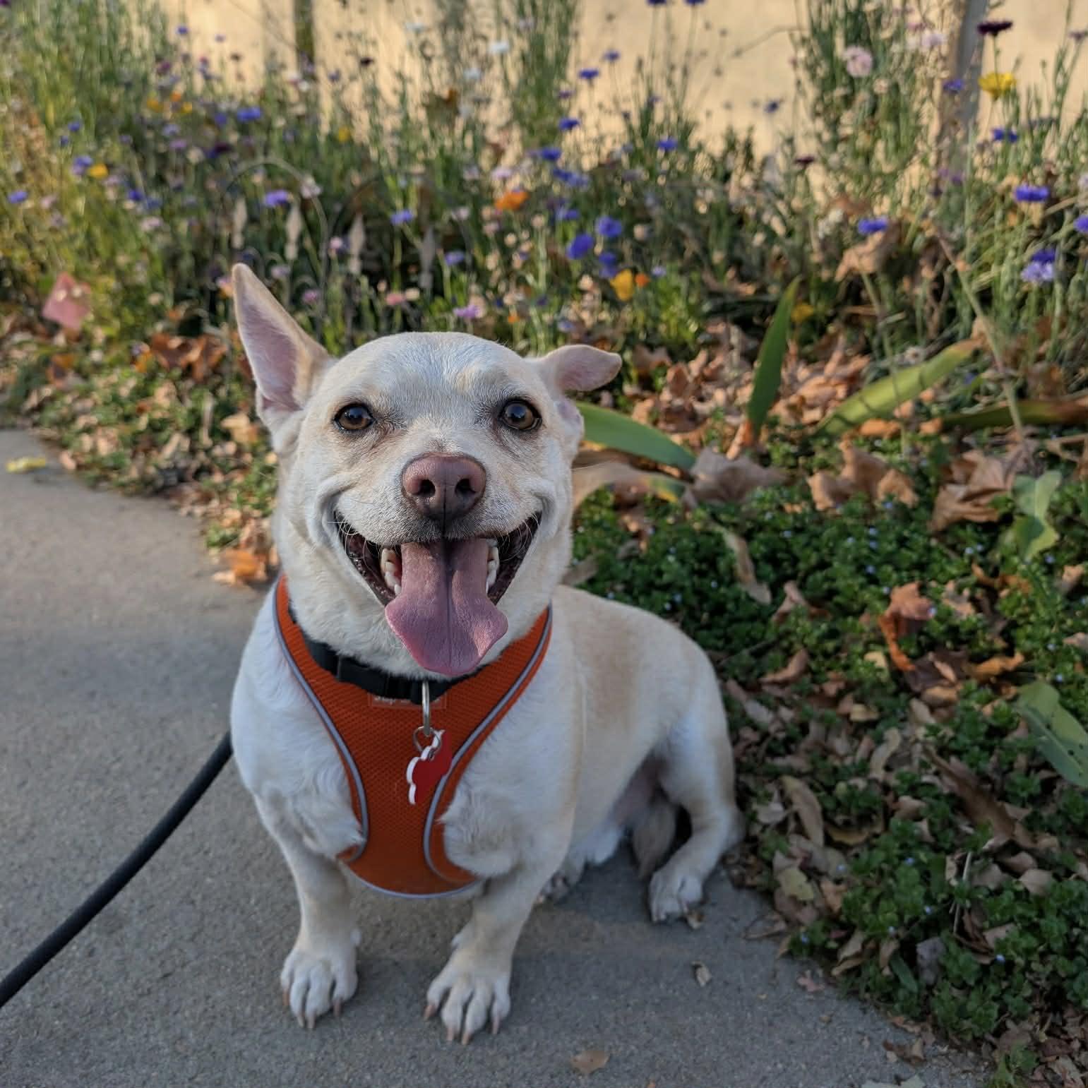 Enlarge Tater, a Adoptable mixed breed in Boulder, CO image 3/6