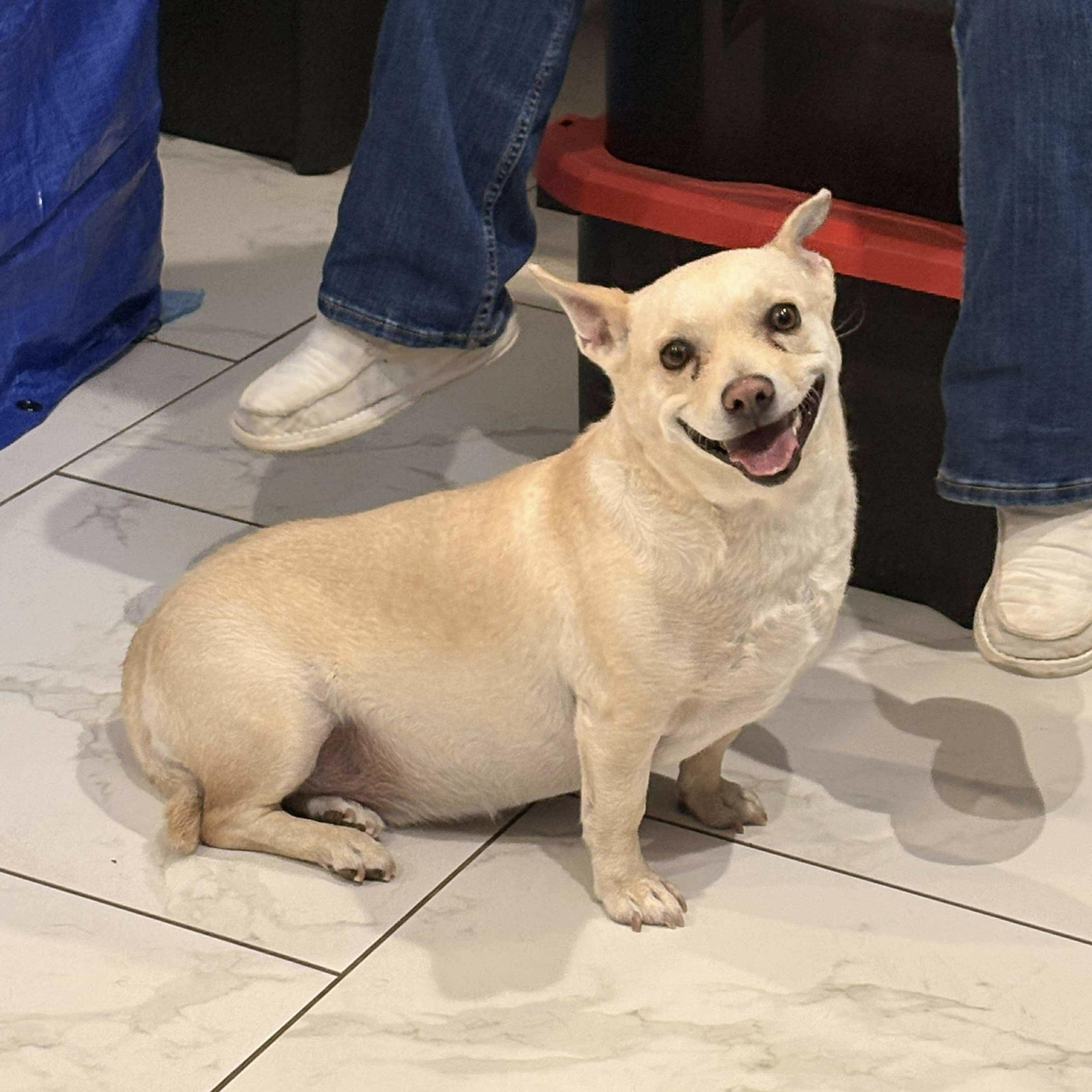 Enlarge Tater, a Adoptable mixed breed in Boulder, CO image 2/6