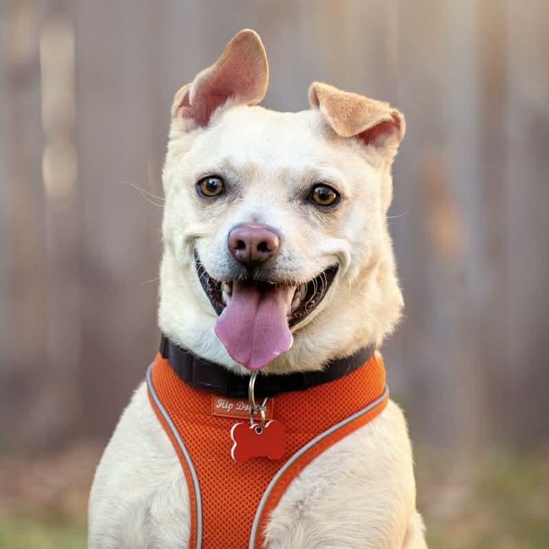Enlarge Tater, a Adoptable mixed breed in Boulder, CO image 5/6