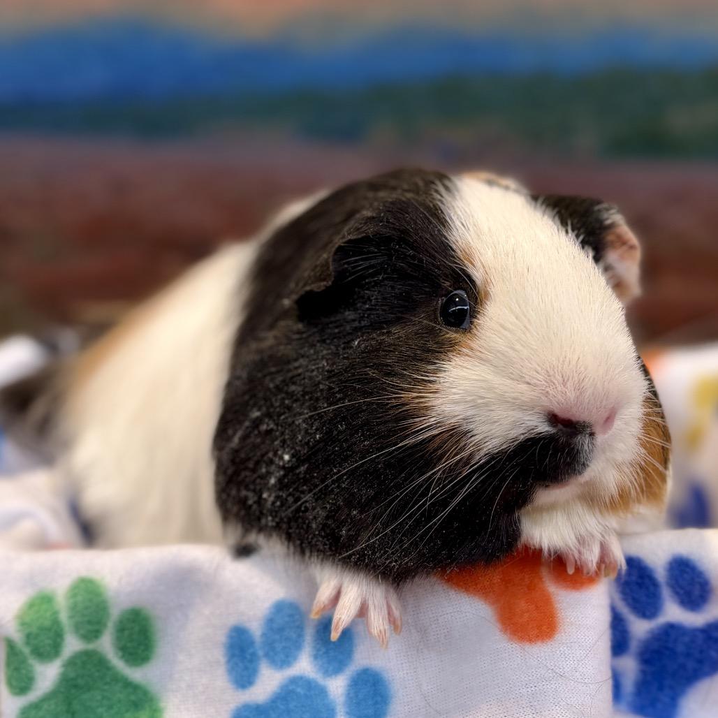 Dipper, Adoptable, Young Male Guinea Pig.