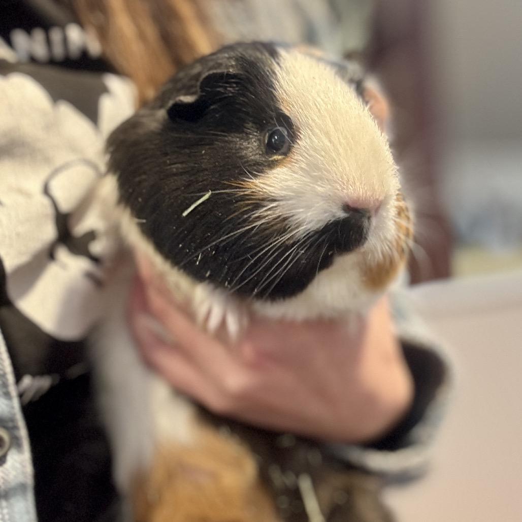 Dipper, Adoptable, Young Male Guinea Pig.