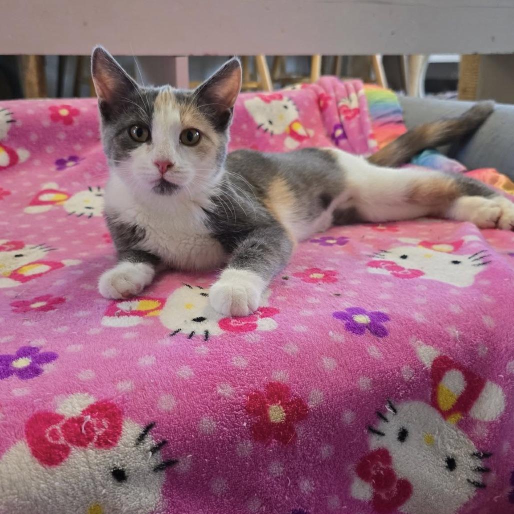 Nutter Butter, Adoptable, Kitten Female Domestic Short Hair.