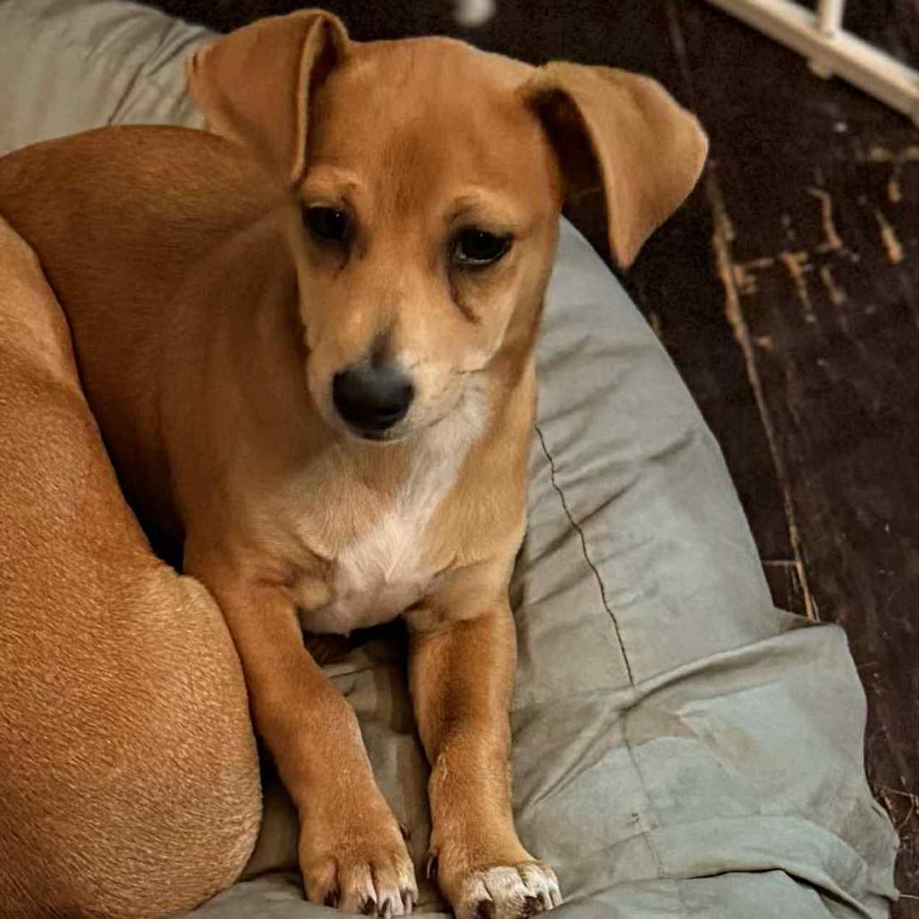 Meerkat, a Adoptable Chihuahua in Katy, TX image 1/5