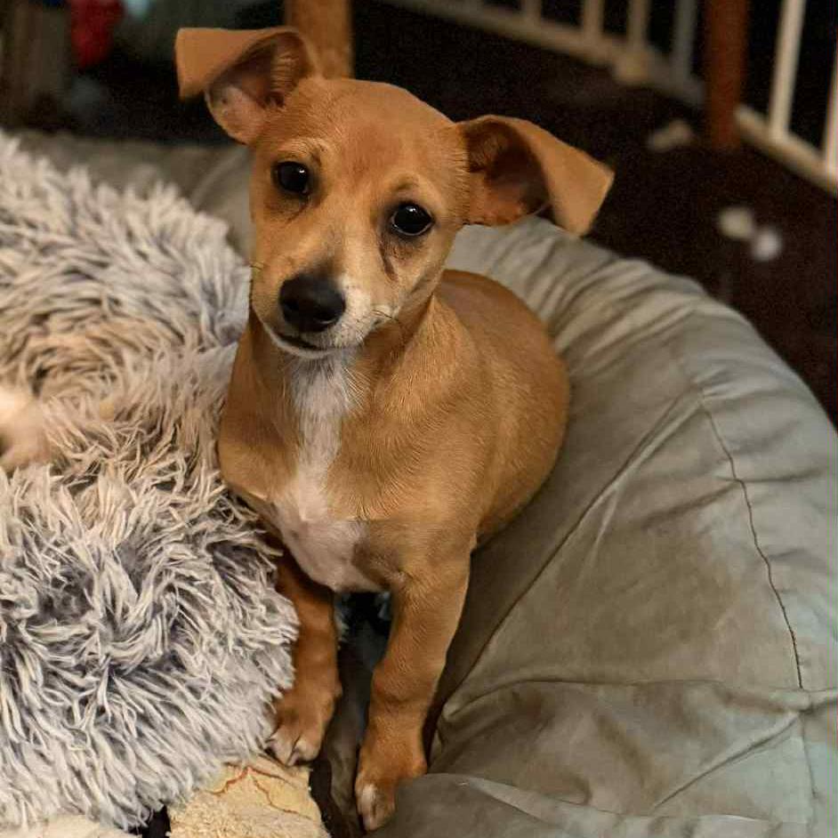 Meerkat, a Adoptable Chihuahua in Katy, TX image 2/5