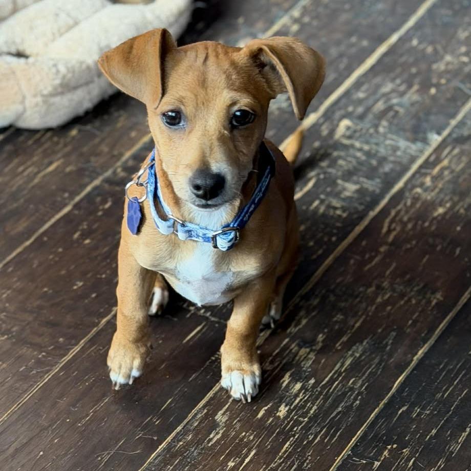 Meerkat, a Adoptable Chihuahua in Katy, TX image 3/5